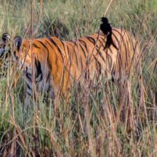 You Are The Power Of We- Join Hands To Save Our Tigers