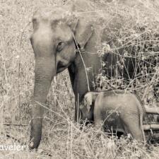 7 day Nature Photo Challenge On Facebook
