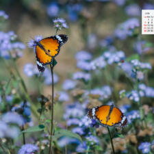 Free Download July 2019 desi Traveler Wallpaper Calendar – Plain Tiger Butterfly