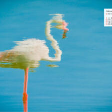 Free Download February 2019 desi Traveler Wallpaper Calendar