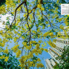 Free Download May 2019 desi Traveler Wallpaper Calendar - Amaltas Tree In Bloom