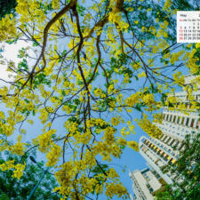 Free Download May 2019 desi Traveler Wallpaper Calendar - Amaltas Tree In Bloom