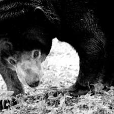 Hyderabad Zoo - Famous for Tigers and other animals
