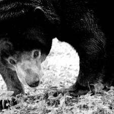 Hyderabad Zoo - Famous for Tigers and other animals