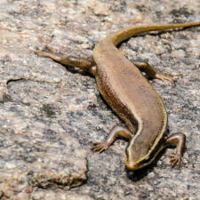 Skink: A Lizard from India