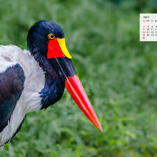 April 2017 Calendar – Download Desktop Wallpaper Jurong Bird Park Singapore