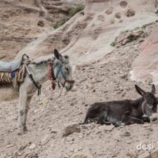 Working Donkeys of Petra & the one who quit his job