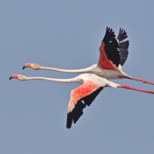 Watching Flamingos In Gandipet Lake Hyderabad, India