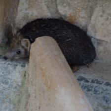 The Hedgehog of Forest Rest House in  Tal Chapar Rajasthan