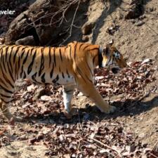 The Queen Of Pench National Park