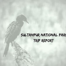 Sultanpur National Park Gurgaon -Trip Report