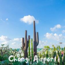 Cactus Garden Changi Airport Singapore