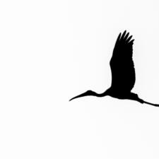 Trip Report : Sultanpur Bird Sanctuary Birding with Kids