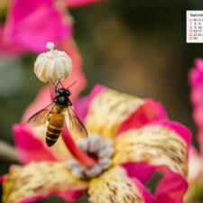 Free Download September 2019 Wallpaper Calendar - Honey Bee on Ceiba speciosa flower