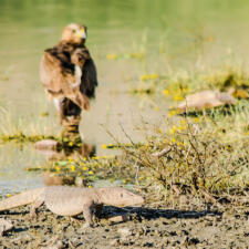 Reptiles of Rajasthan- Lizards of desert at both end of Food Chain