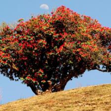 Buransh Flowers Bring A Crimson Himalayan Spring in Uttarakhand