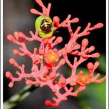 Visit To Botanical Garden In Kondapur Hyderabad