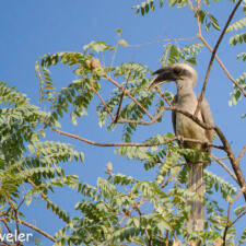 The Indian Grey Hornbill-A Wonderful Father