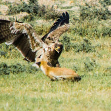 The Cunning Fox of Tal Chhapar Rajasthan