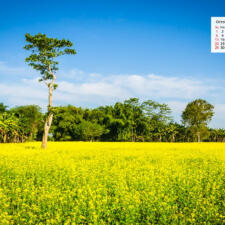 October 2017 Calendar Desktop Wallpaper – Sarson Ke Khet Majuli Assam