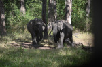 Wild Elephants of Nagarhole National Park