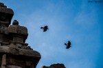 Skywatch Friday- Crows Race At The Top of Shore Temple