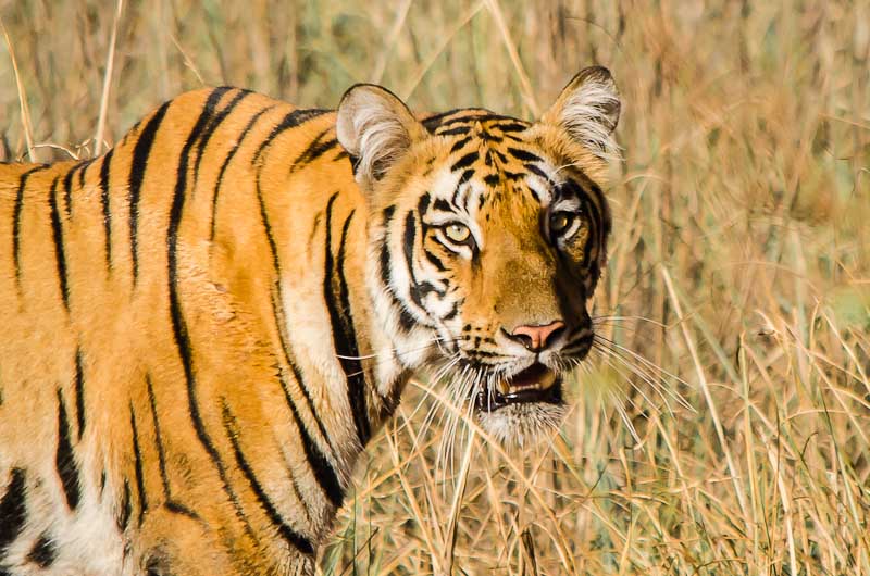 Learn Interesting Facts about the Majestic Royal Bengal Tigers before  Booking a Tadoba Accommodation
