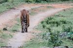 Eco Volunteer Training - Bandipur Tiger Reserve