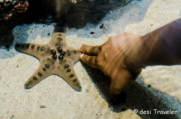 A Visitor Touches a Star Fish at SEA Aquarium