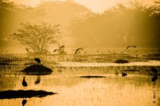 A Morning Drive to Sultanpur Bird Sanctuary & The Last Sarson Ke Khet of Gurgaon